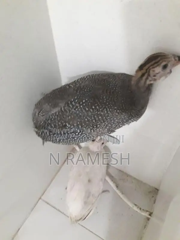 கினிக்கோழிக்குஞ்சு - Poultry
