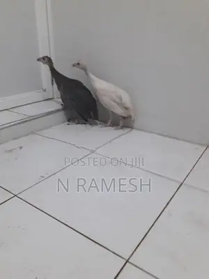 கினிக்கோழிக்குஞ்சு - Poultry