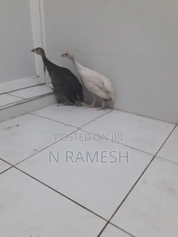 கினிக்கோழிக்குஞ்சு - Poultry