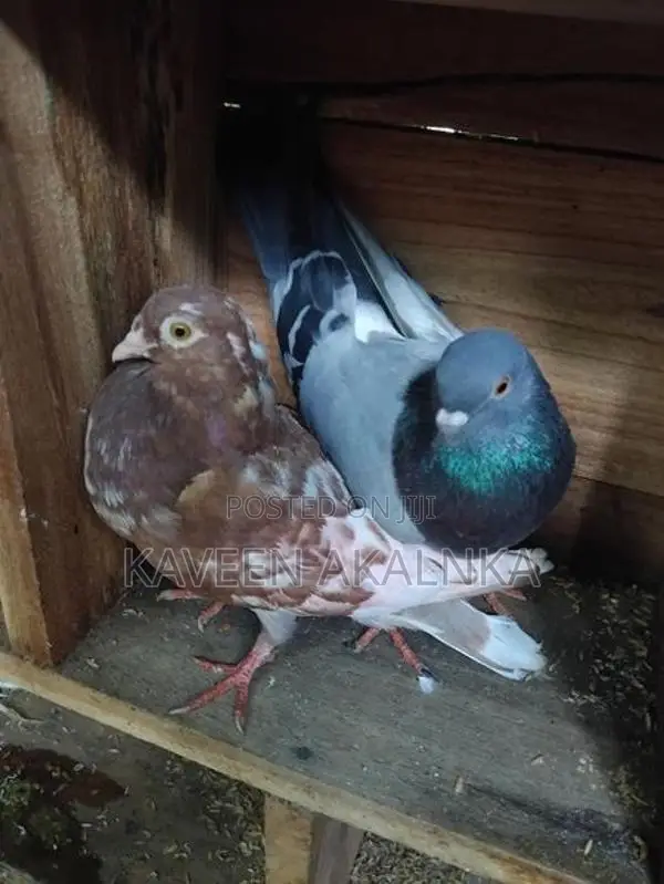 Pigeon