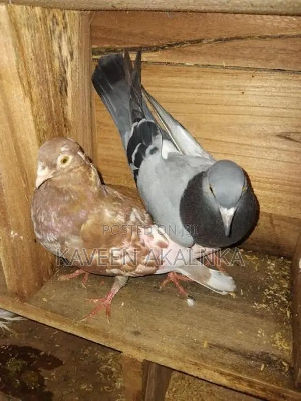 Pigeon