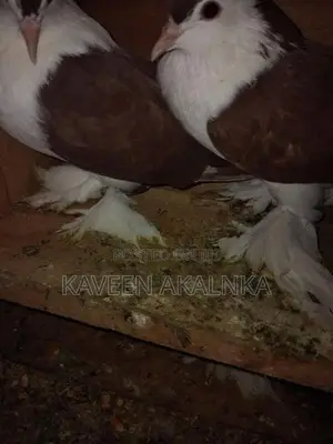 Pigeon