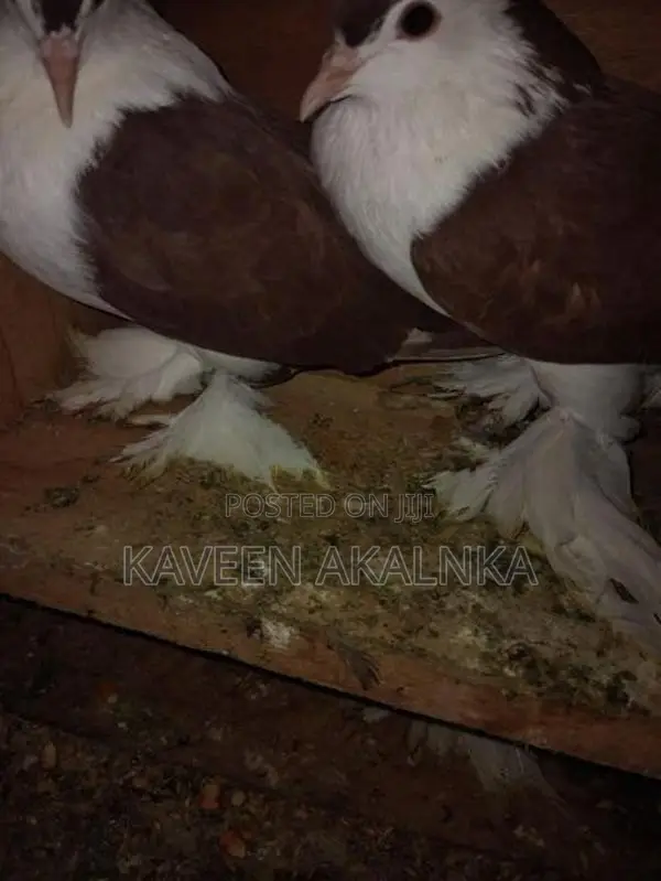 Pigeon