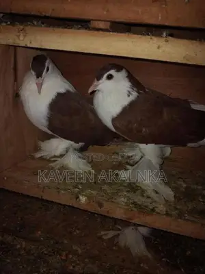 Pigeon