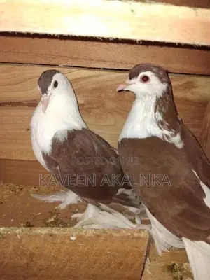 Pigeons