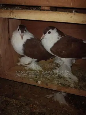 Pigeons