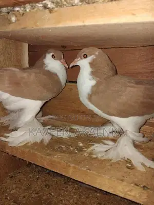 Pigeons