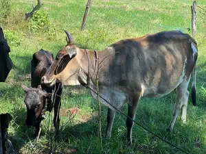 Milk Cow