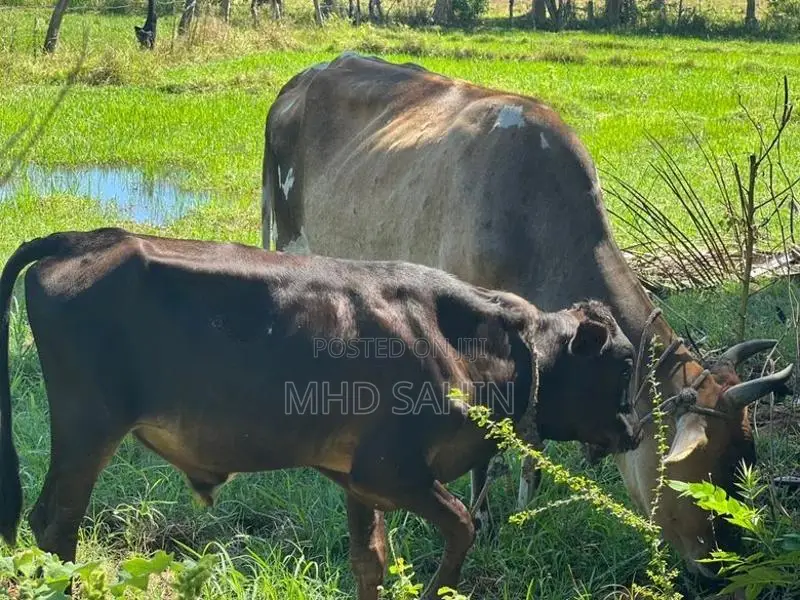 Milk Cow