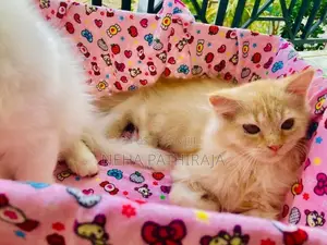 Persian Kitten
