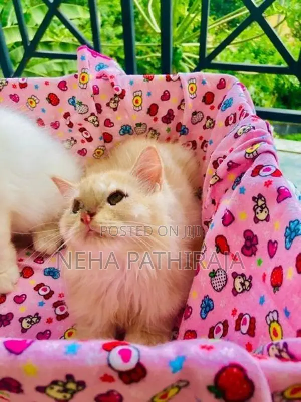 Persian Kitten