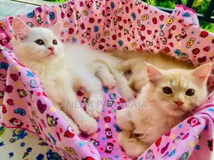 Persian Kitten