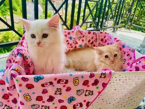 Persian Kitten