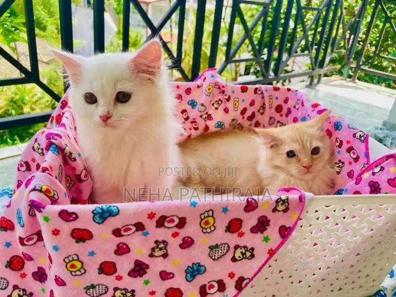 Persian Kitten