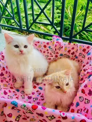 Persian Kitten