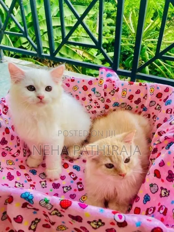 Persian Kitten