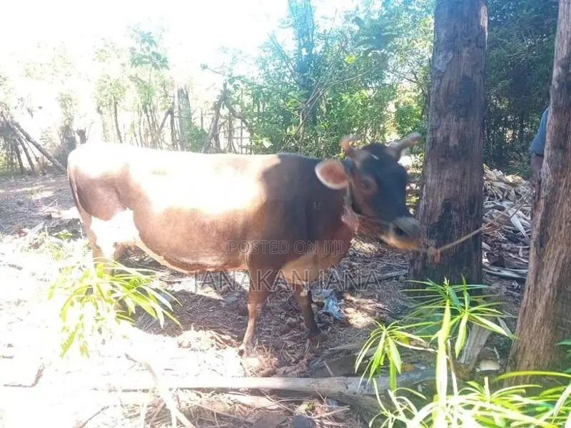 நான்பன் மாடு