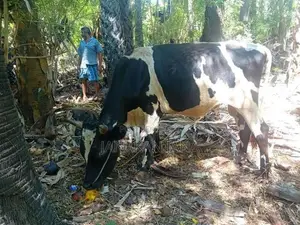 நான்பன் மாடு