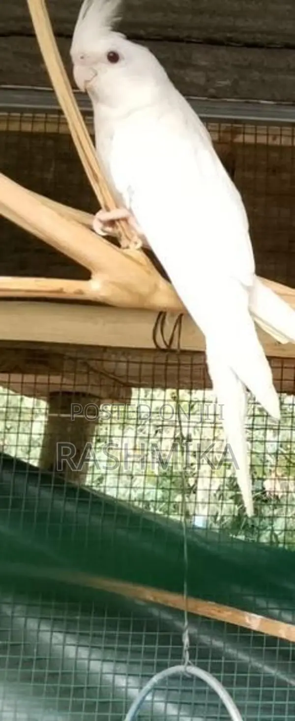 Cockatiel Bird