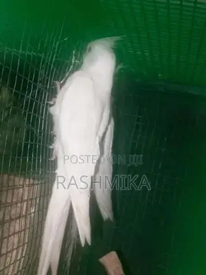 Cockatiel Bird