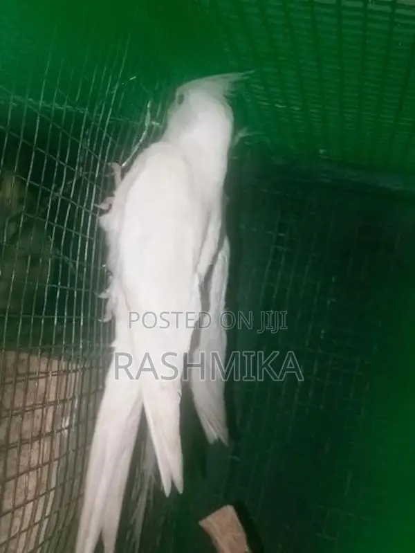 Cockatiel Bird