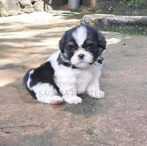Shihtzu Puppies