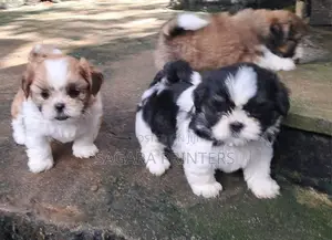 Shihtzu Puppies