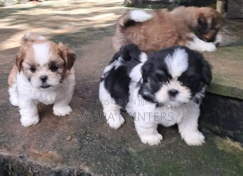 Shihtzu Puppies
