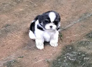 Shihtzu Puppies
