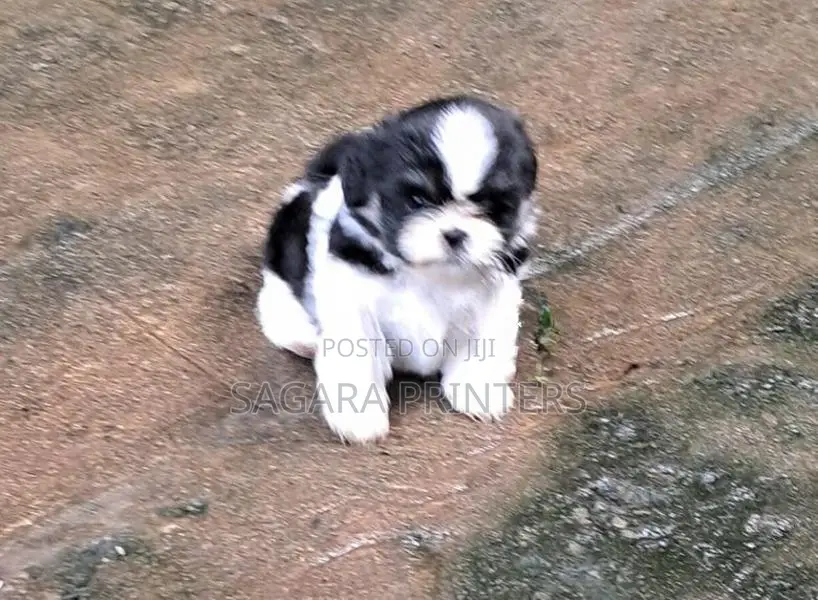 Shihtzu Puppies