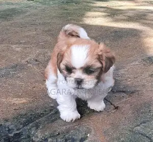 Shihtzu Puppies