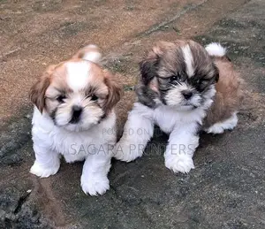 Shihtzu Puppies