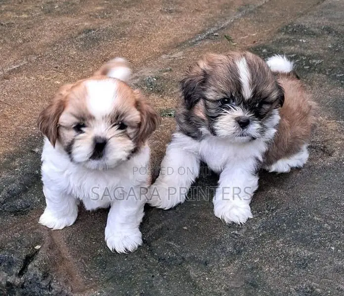 Shihtzu Puppies