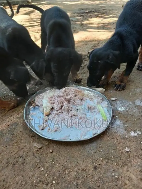 Puppies