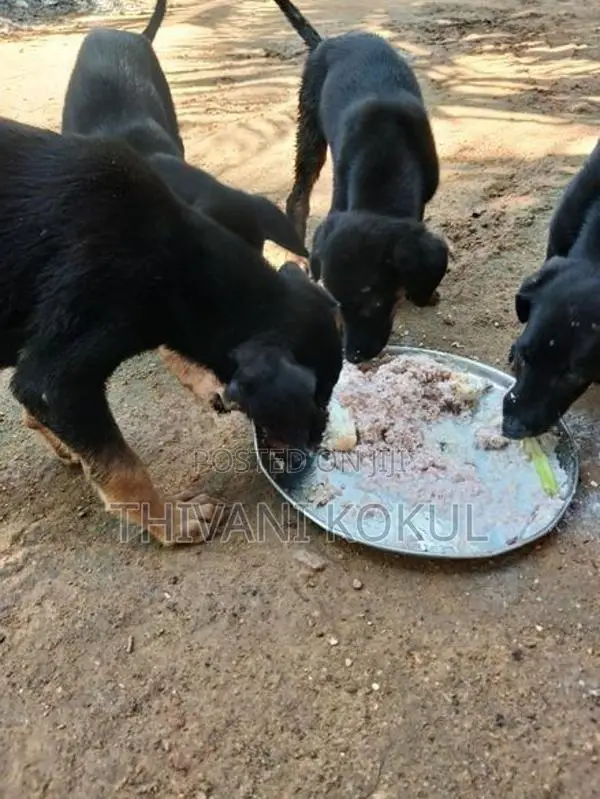 Puppies