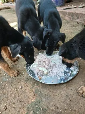 Puppies