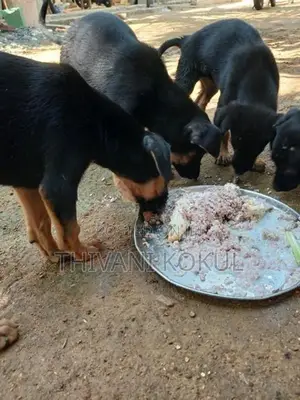 Puppies