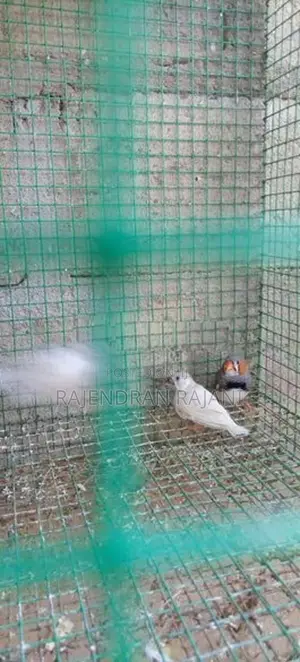 Love Birds