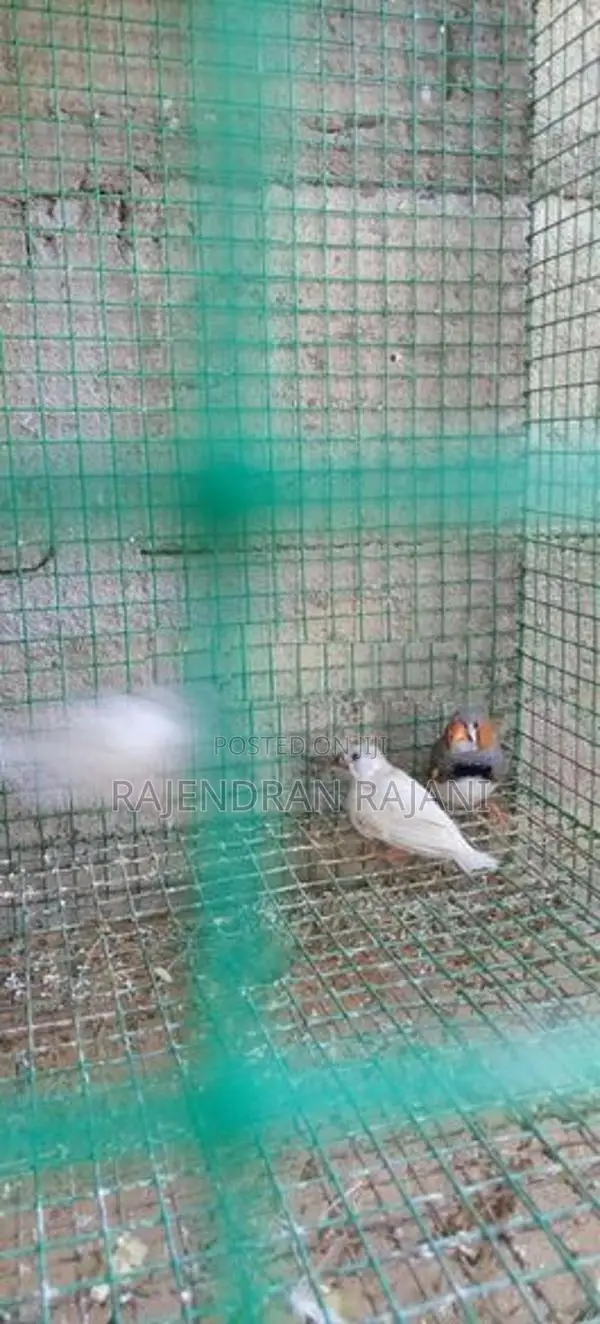 Love Birds