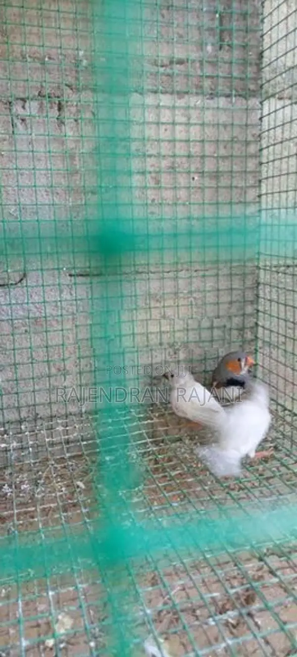 Love Birds