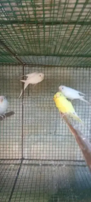 Love Birds