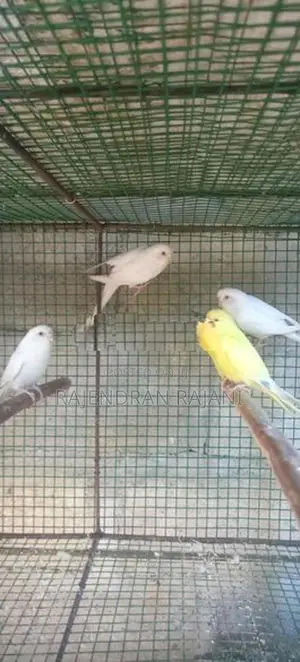 Love Birds