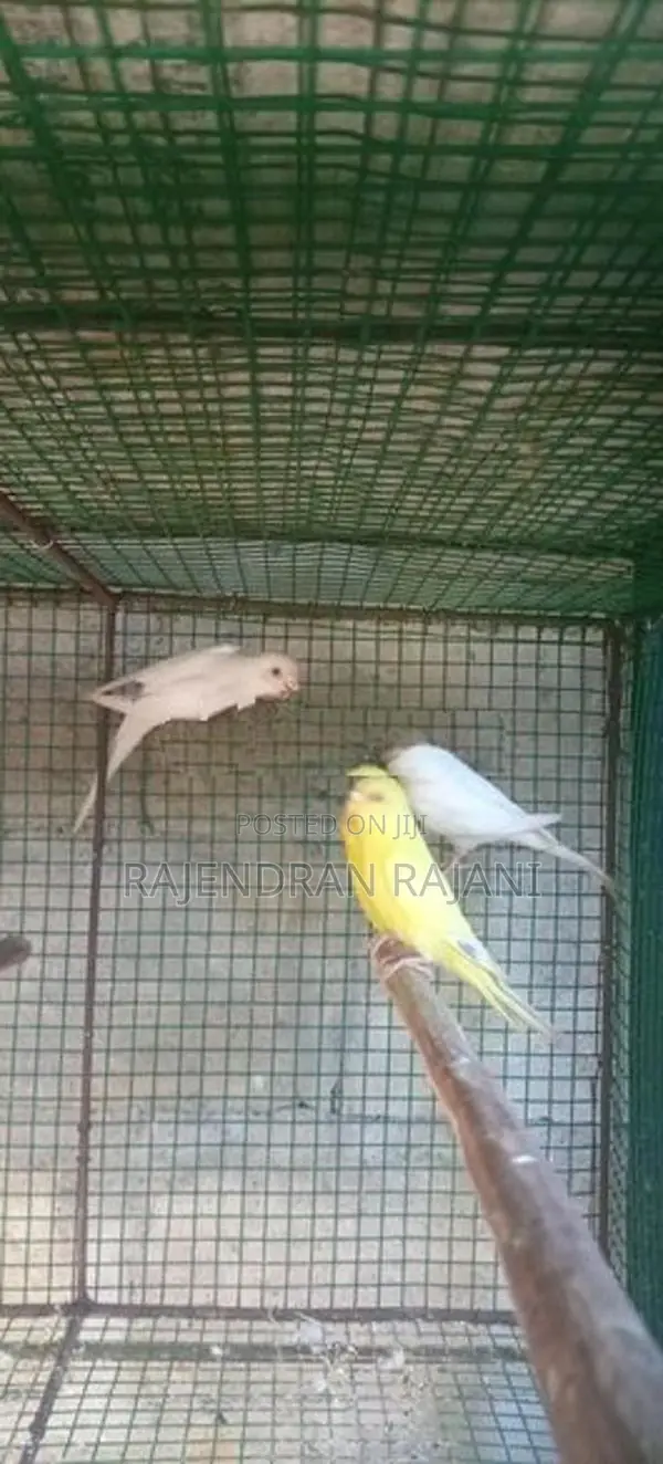 Love Birds