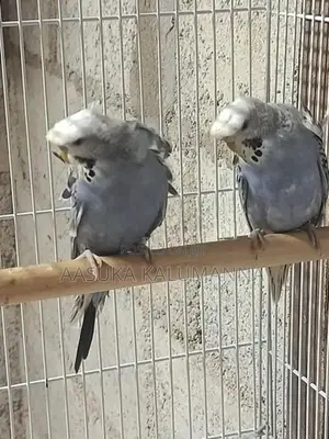Helicopter Budgies