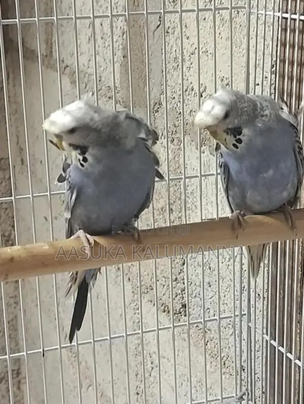 Helicopter Budgies