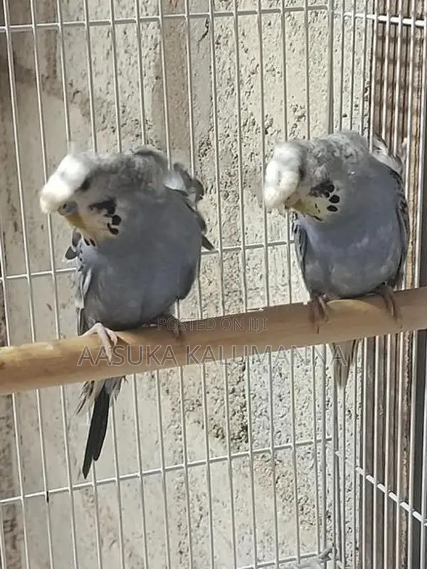 Helicopter Budgies