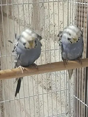 Helicopter Budgies