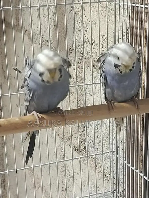 Helicopter Budgies