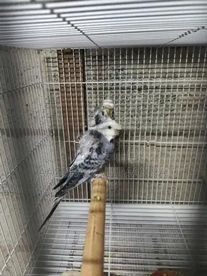 Helicopter Budgies