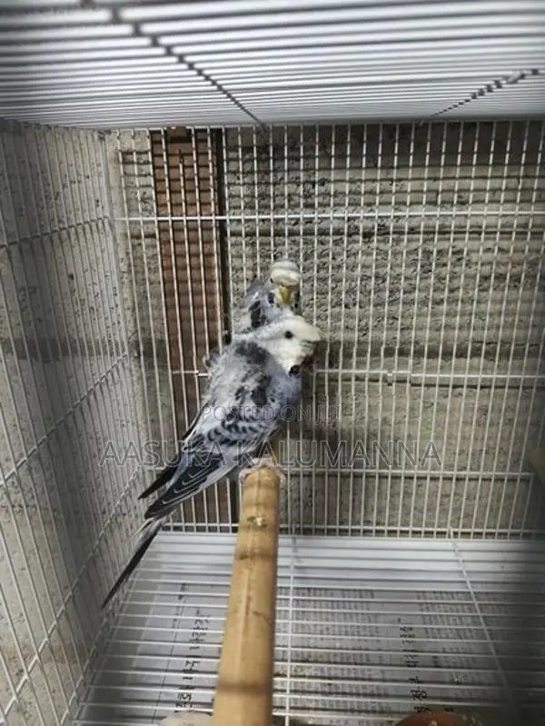 Helicopter Budgies